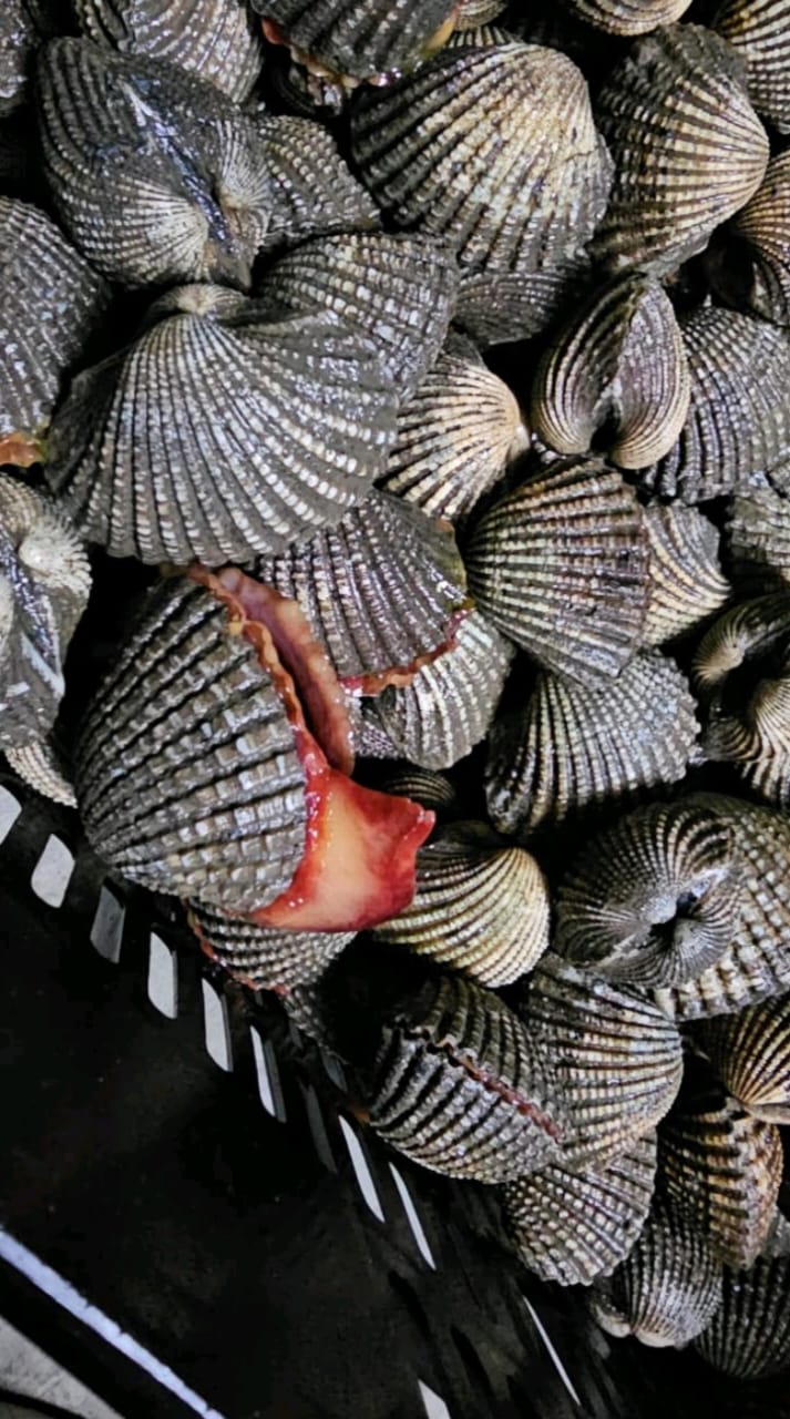 Blood Clams