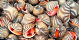 Blood Clam1.jpeg