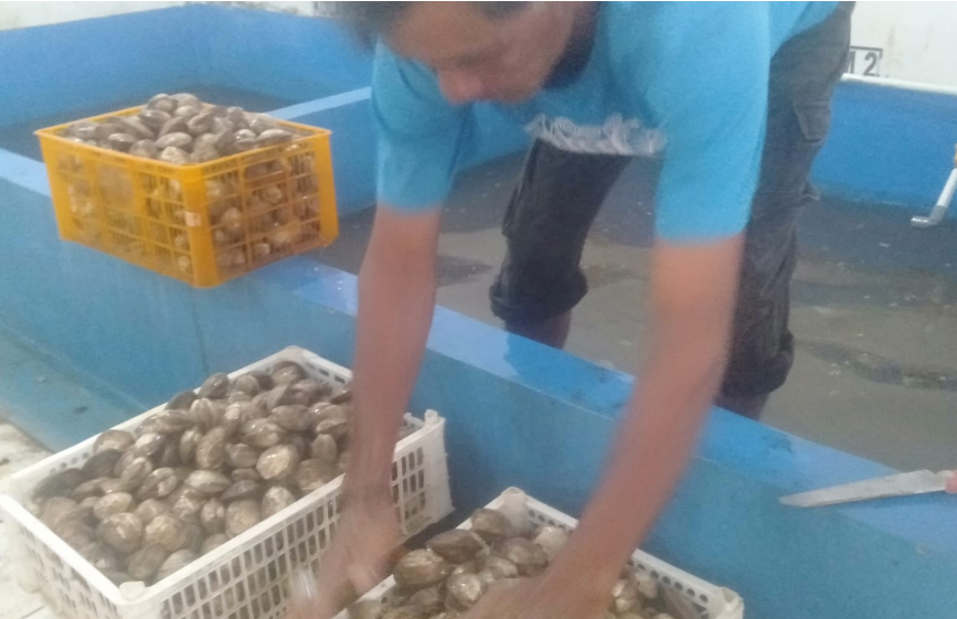 Blood Clam Management11.png