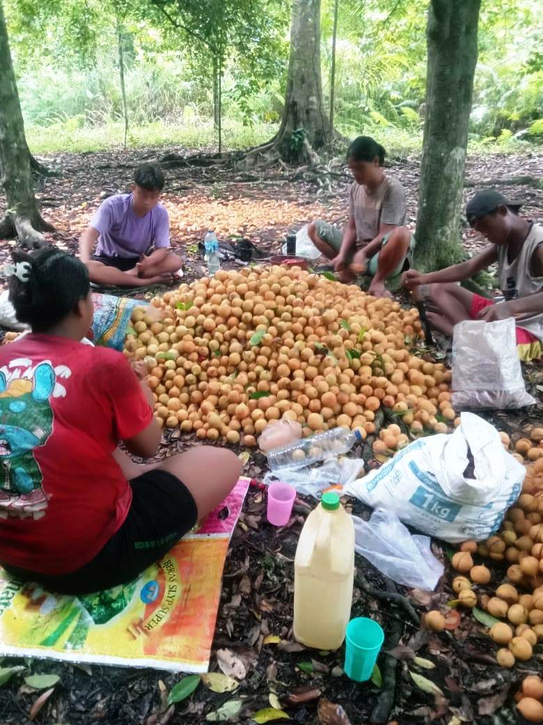 Nutmeg Fruit Manual Processing.jpeg